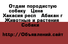 Отдам породистую собаку › Цена ­ 100 - Хакасия респ., Абакан г. Животные и растения » Собаки   
